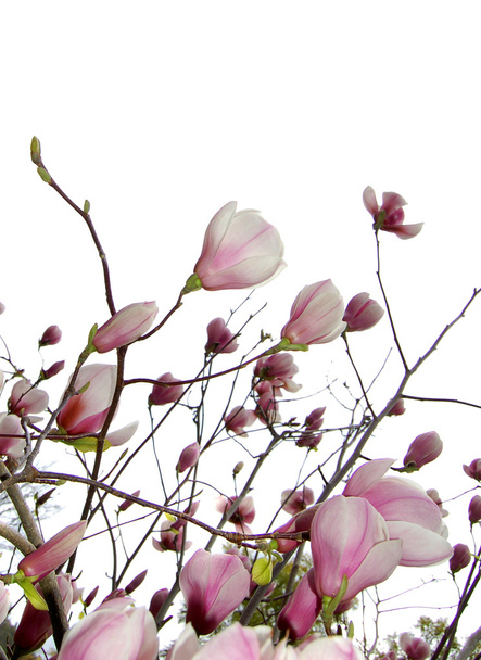 magnolia - Photo, Image