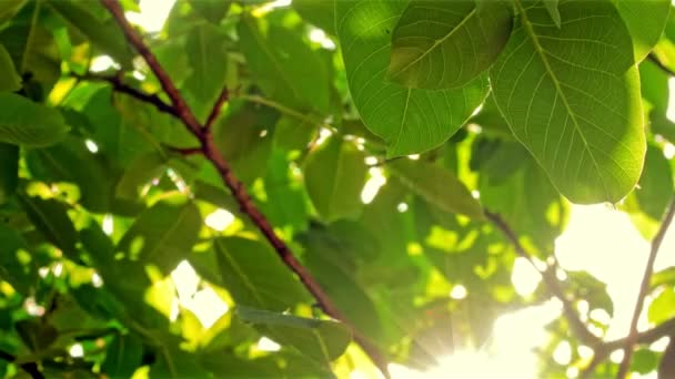 Nagranie świeżych zielonych liści na drzewie zdmuchniętym przez wiatr - Materiał filmowy, wideo