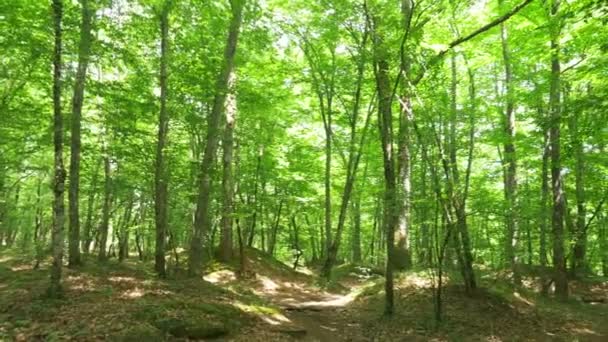 Steadicam Знімок гірського вологого лісу з мохоподібними каменями і корінням дерев, особиста перспектива, 4k, повільний рух
 - Кадри, відео