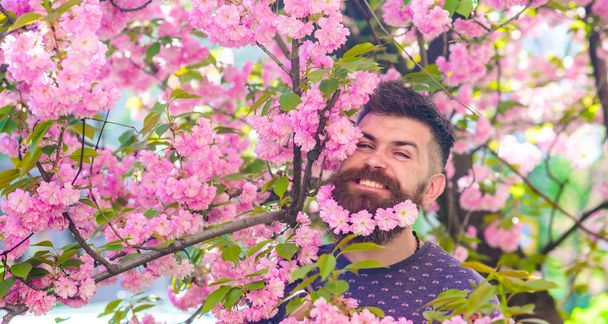 Man with beard and mustache on happy face near pink flowers. Unity with nature concept. Hipster with sakura blossom in beard. Bearded man with fresh haircut with bloom of sakura on background - 写真・画像