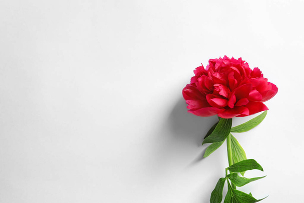 Beautiful blooming peony flower on white background, top view - 写真・画像