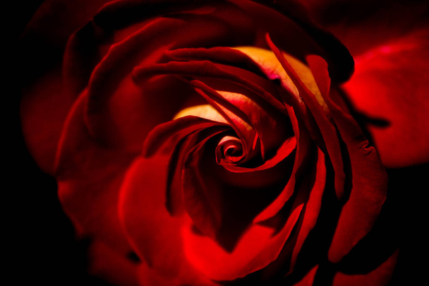 Όμορφα φρέσκα τριαντάφυλλα σε κοντινή απόσταση - Φωτογραφία, εικόνα
