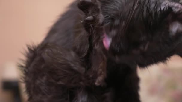 Gato negro adulto lava las patas con el lenguaje. en la habitación de cerca, 4k
 - Metraje, vídeo
