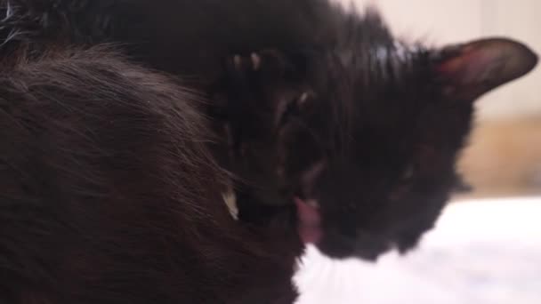 Gato negro adulto lava las patas con el lenguaje. en la habitación de cerca, 4k
 - Metraje, vídeo
