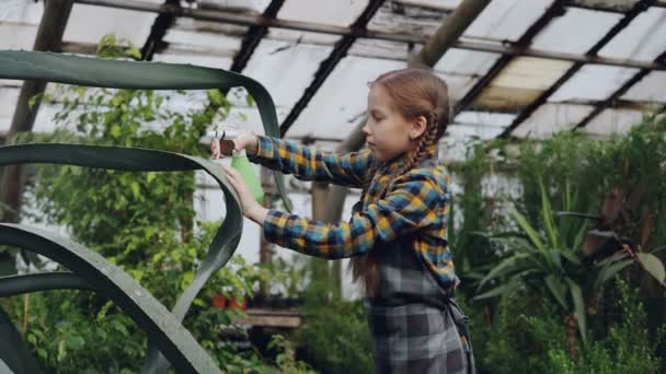 Geconcentreerde meisje is het wassen van bladeren van grote groenblijvende plant met sproeiflacon binnen broeikasgassen. Familiebedrijf, interessante hobby, bloemen en mensen concept. - Video