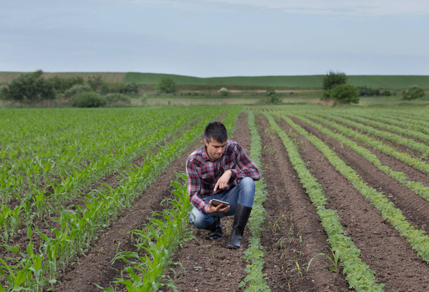 junger, gutaussehender Bauer mit Tablette, der im Frühjahr zwischen Sojabohnen und Maisfeld hockt. Agrarwirtschaft und Innovationskonzept - Foto, Bild
