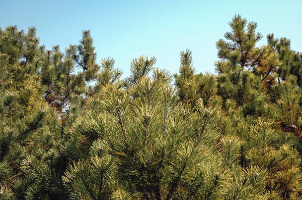 Close-up op een takken van Pinus mugo boom bekend als kruipende pine of dwerg mountainpine of gewoon mugo pine - Foto, afbeelding