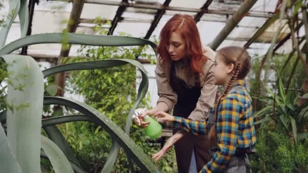 Professionele tuinman van de jonge vrouw leert haar schattig dochtertje te wassen bladeren van grote groenblijvende plant met sproeiflacon binnen broeikasgassen. - Video