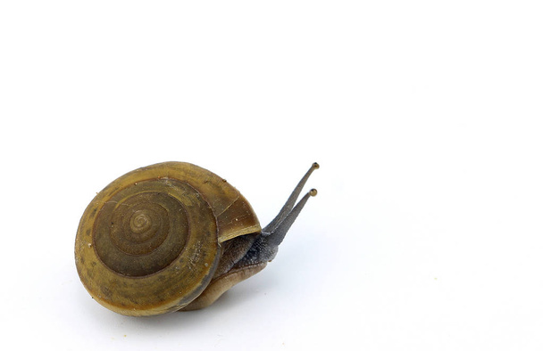 Small Snail animal on white background - Photo, Image