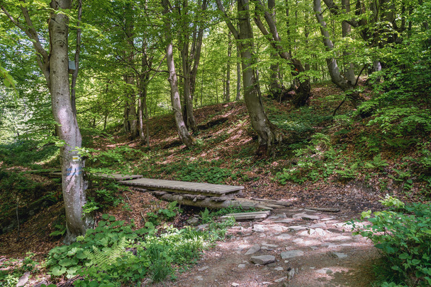 Sentier touristique vers Wetlina Mountain Pastures dans le parc national de Bieszczady, Pologne
 - Photo, image