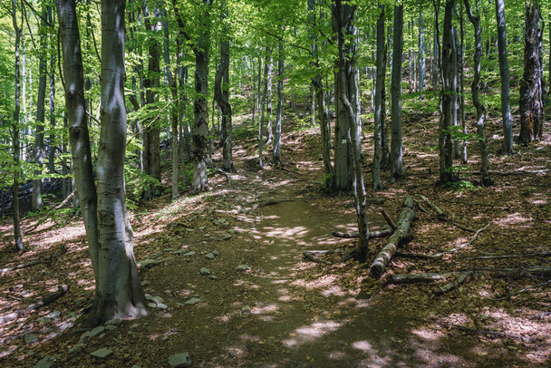 Wanderweg in Buchenwäldern an den Hängen unter den Feuchtwiesen, Teil des Bieszczady-Nationalparks, Polen - Foto, Bild