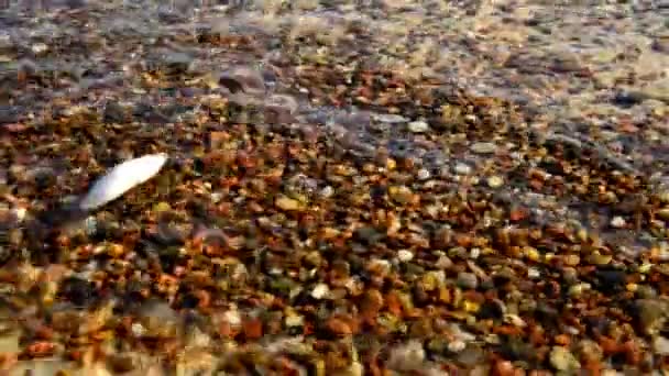 Surf της Βαλτικής θάλασσας στην Πολωνία, κάμερα στο surf με υποβρύχια προβολή - Πλάνα, βίντεο