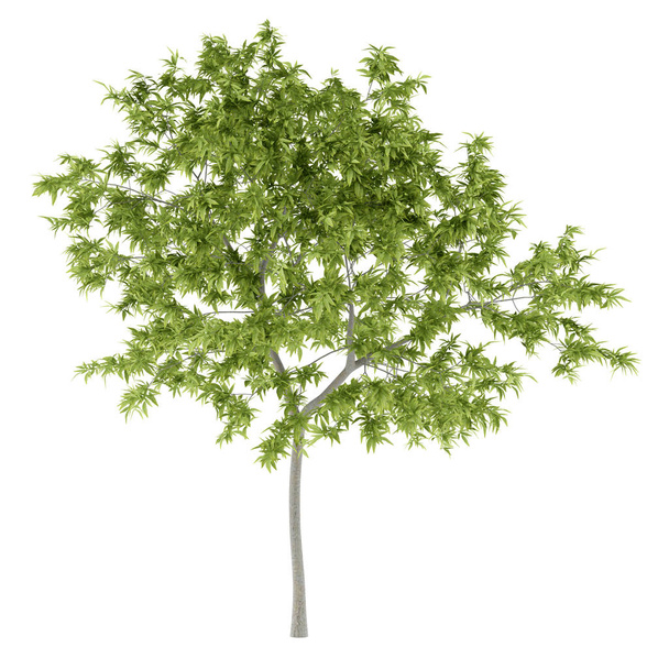 ροδάκινο δέντρο που απομονώνονται σε λευκό φόντο. 3D απεικόνιση - Φωτογραφία, εικόνα