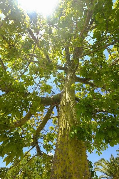 detail of a ceiba, a tropical tree that grows in the Yucatan Peninsula in Mexico - Photo, Image