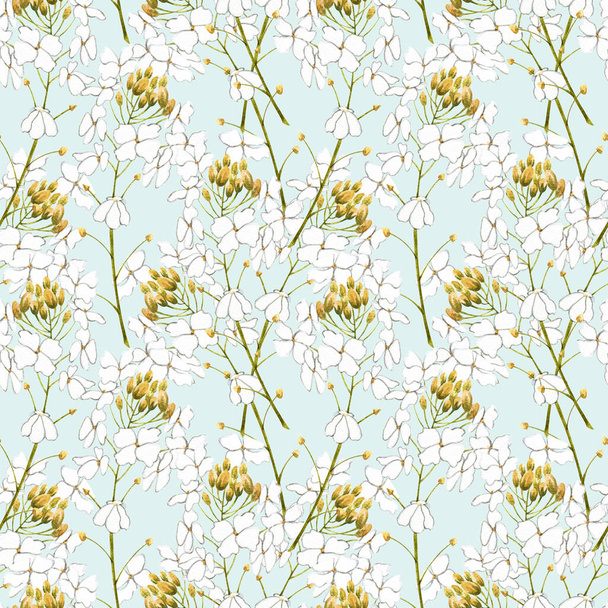 Watercolor horseradish flowers. Seamless pattern. Botanical illustration of organic, eco plant. Illustration For Food Design. - Photo, Image