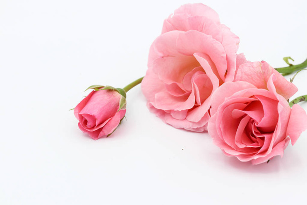 Pink rose flower on a white background - Foto, Imagen