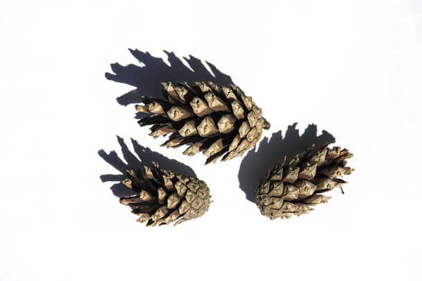 Three pine cones on white background - Fotó, kép