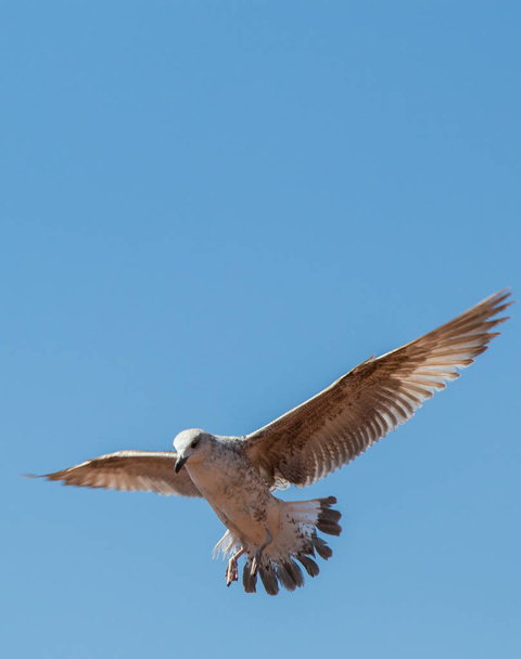 Gaivota voando alto no céu
 - Foto, Imagem