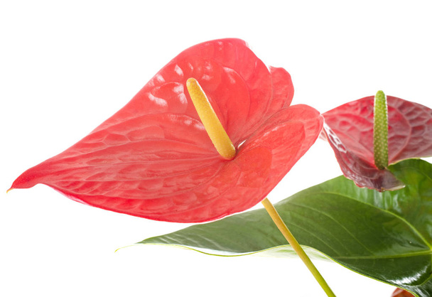 anthurium plant in front of white background - Photo, Image
