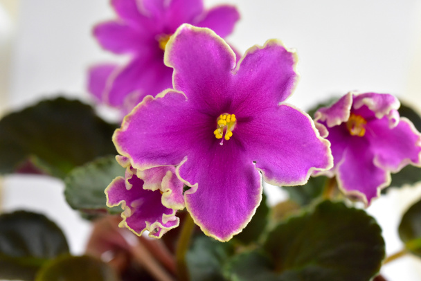 Pianta africana varietà viola Icy Tramonto con fiori freschi bianchi e rosa belli
 - Foto, immagini