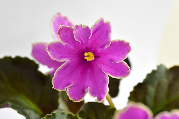 African violet bitki çeşitli buzlu günbatımı taze güzel çiçekli Beyaz ve pembe  - Fotoğraf, Görsel