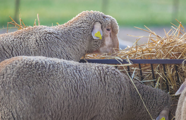 Pecore di razza pura Merino che mangiano foraggio, Estremadura, Spagna. Primo piano al tramonto
 - Foto, immagini