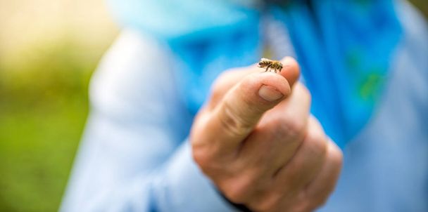 Der Imker hält eine Biene auf dem Finger - Foto, Bild