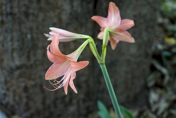 Flowers  Belladonna Lily (Amaryllis Belladonna) in the garden. - Photo, Image