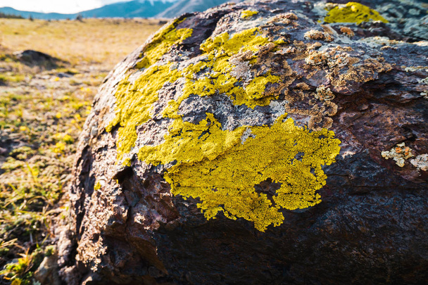 黄色がかった地衣の光に成長している灰色の岩 - 写真・画像
