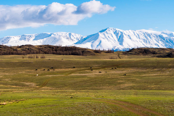 incrível paisagem da área de estepe com lagos e árvores suavemente transformando-se em montanhas com picos cobertos de neve. Montanhas de Altai
 - Foto, Imagem