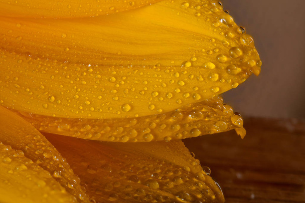 hermoso amarillo girasol macro primer plano fotografía
 - Foto, imagen