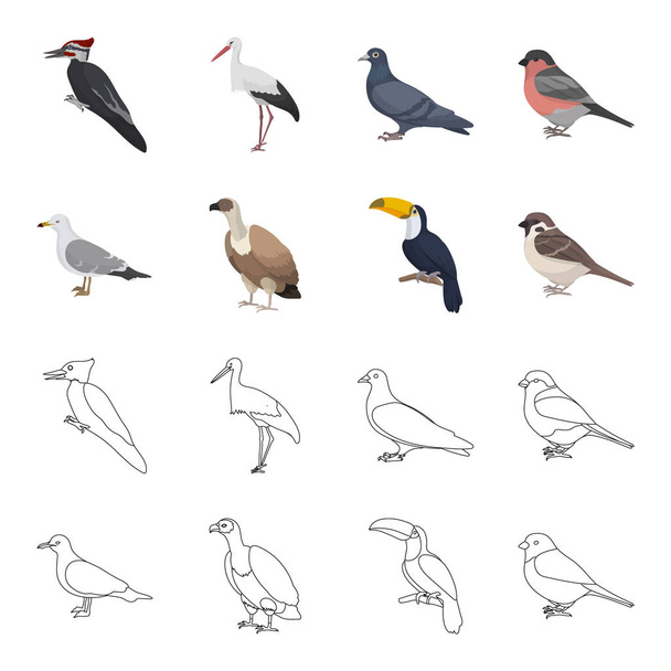 Racek, Tukan a dalších druhů. Ptáci sada kolekce ikon v karikatuře, osnovy styl vektor symbol akcií ilustrace web. - Vektor, obrázek