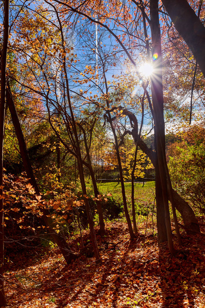 prachtig herfstpark bij zonnig weer - Foto, afbeelding