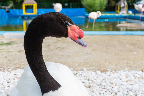 Portrait of white swan with black neck. - Фото, изображение