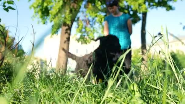 Two black Russian Terriers on a walk with the hostess, the dogs run away in different directions, sunlight summer day - Footage, Video