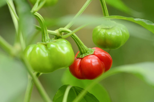 Organic red and green pumpkin pepper on natural green background. - Photo, Image