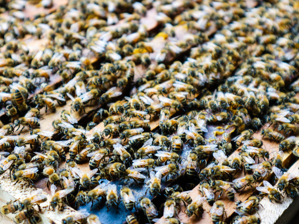 Nahaufnahme von Arbeitsbienen auf hölzernen Bienenkasten - Foto, Bild