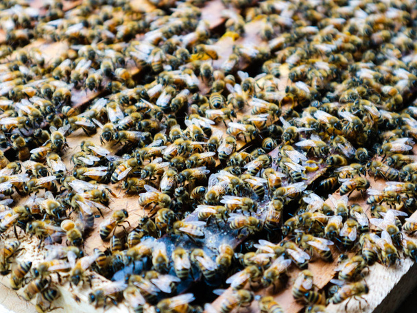 Arılar ahşap kovan kutusunu çalışma görünümünü kapat - Fotoğraf, Görsel
