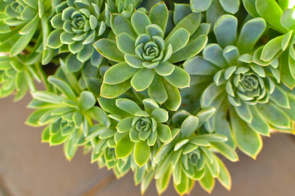 Green fresh succulent cactus close up at sunny day. Green plant for natural background. - Zdjęcie, obraz