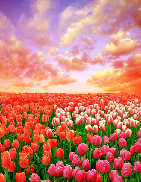Прекрасні барвисті тюльпанні поля на заході сонця. Весняний сезон
. - Фото, зображення