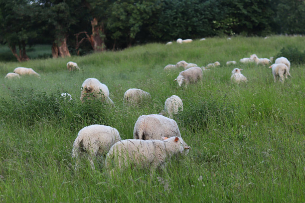 明確な羊色の群れは、背の高い緑の緑豊かな芝生と牧草地で放牧します。建設と木農場の牧草地。工業畜産。家畜。農村住民の収入源. - 写真・画像