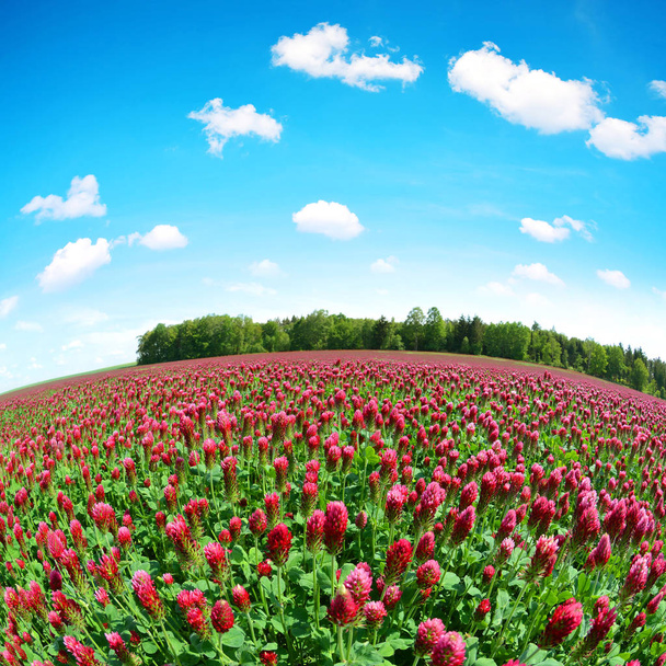 Pole kvetoucí crimson jetel (Trifolium zahrnují) ve venkovské krajině na jaře. Širokoúhlého záběru. - Fotografie, Obrázek