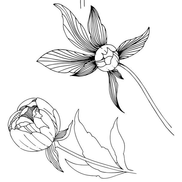 Vector peony. Floral botanical flower. Wild spring leaf wildflower isolated. Vector wildflower for background, texture, wrapper pattern, frame or border. - Wektor, obraz