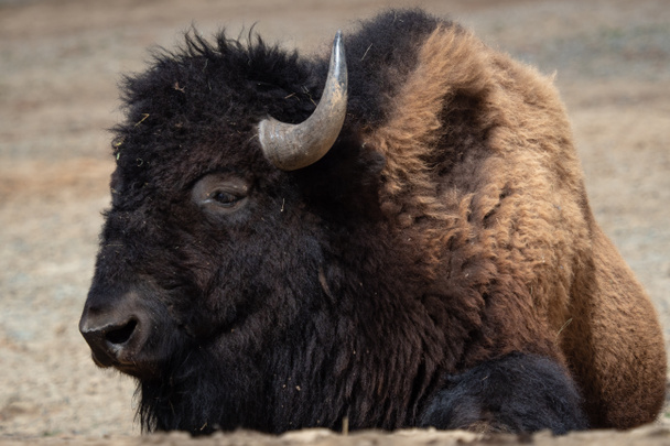 アメリカ bison (バイソンのバイソン) 休憩 - 写真・画像