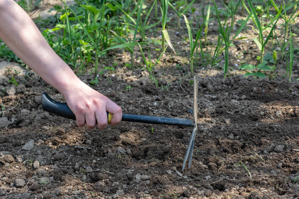 Hand works the soil with tool. Small gardening work tool fork in brown composted soil. Woman's hand working the soil. - Photo, image
