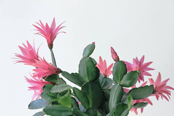 赤いイースター サボテンの花のクローズ アップ - 写真・画像