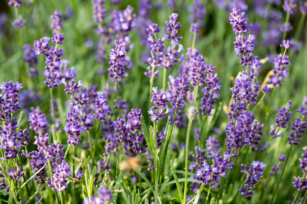 the flourishing lavender  in Provence, near Sault, France - Фото, изображение