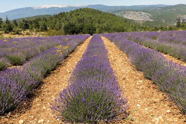 Lavender field near Salt and Mont Ventoux in the background. Provence, France - Fotografie, Obrázek
