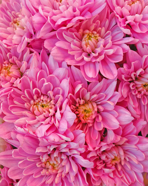 flores de crisantemo rosa, fondo natural
 - Foto, imagen
