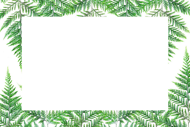 Fern leaf Isolate green background - Foto, immagini